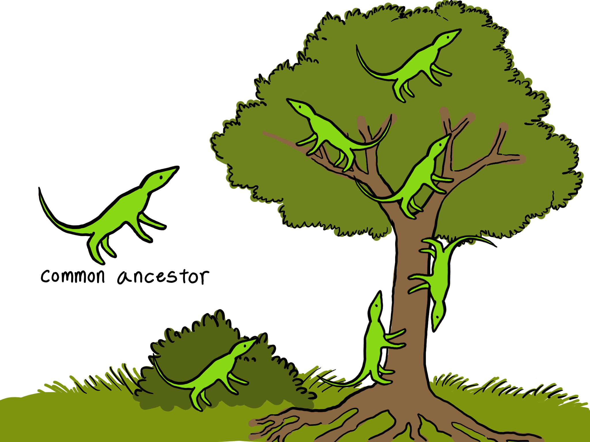 Adaptive Radiation Deutsch