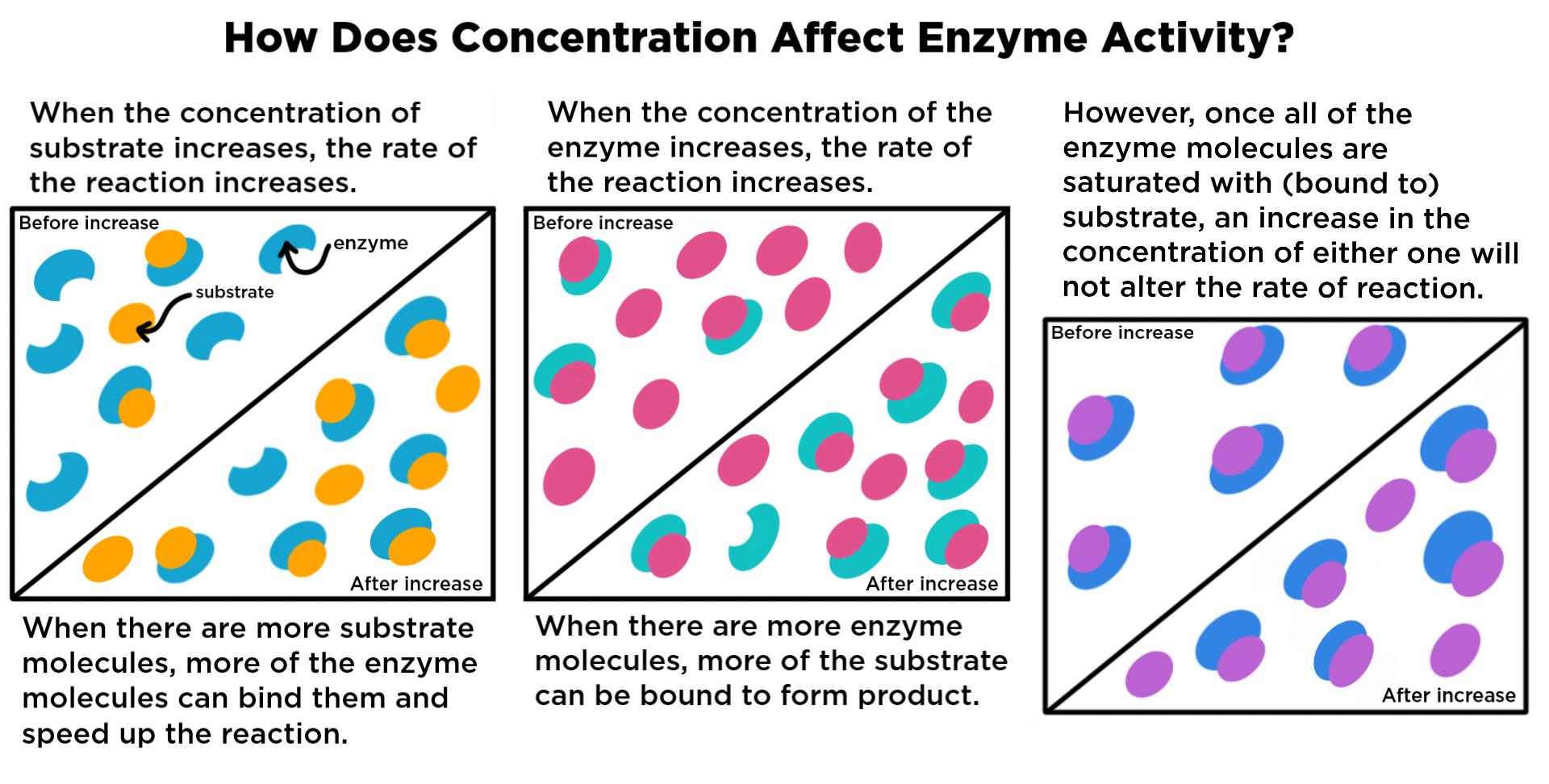 What Happens When Substrate Concentration Increases