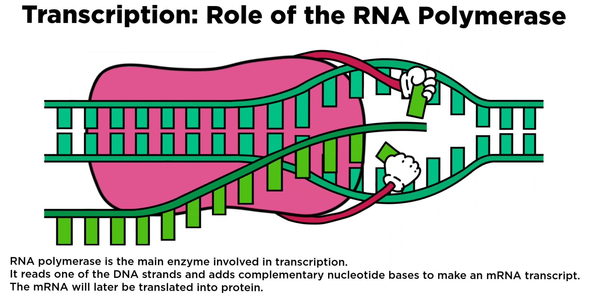 The Role Of Rna Polymerase In Mrna Synthesis