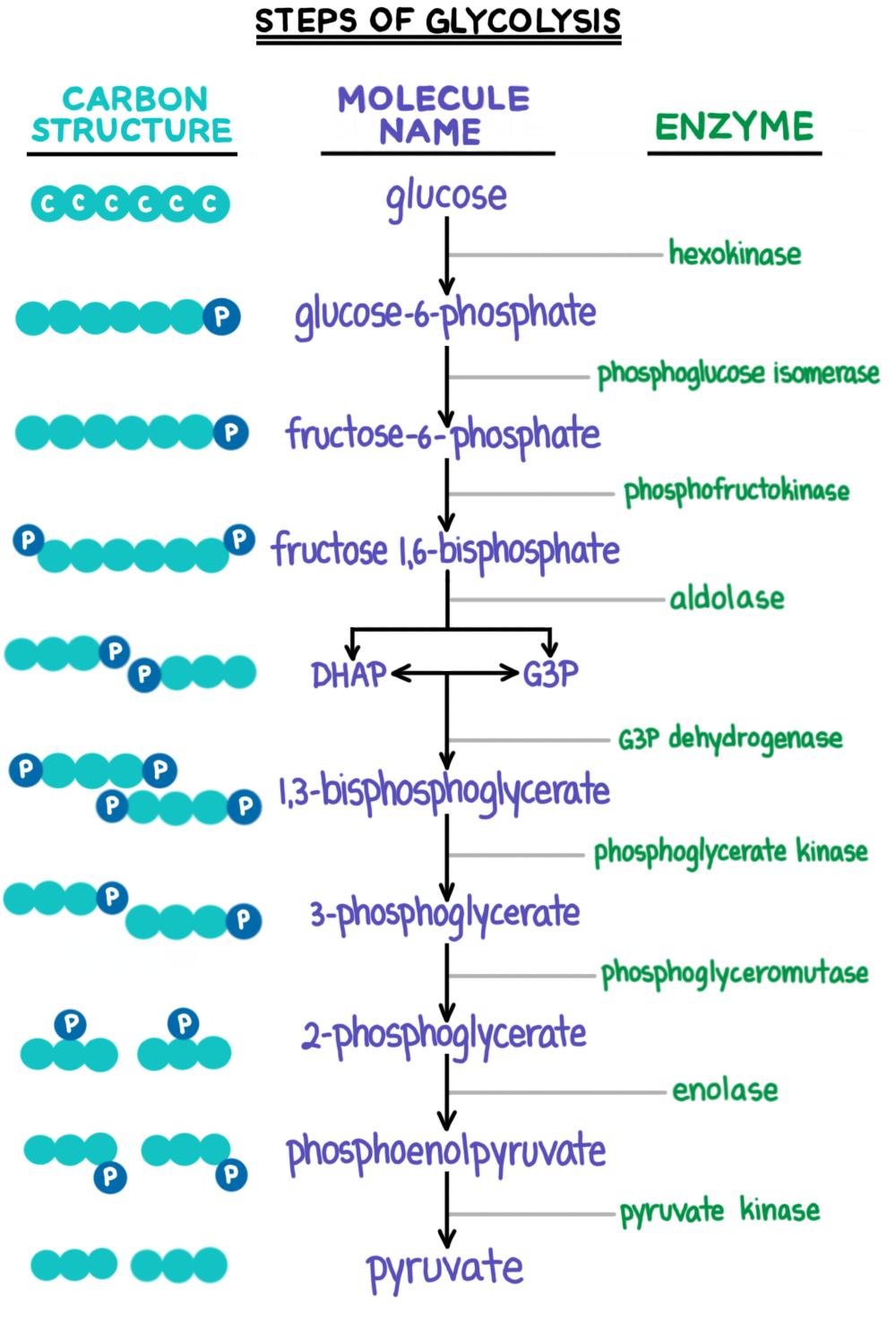 What Are The Glycolytic Enzymes