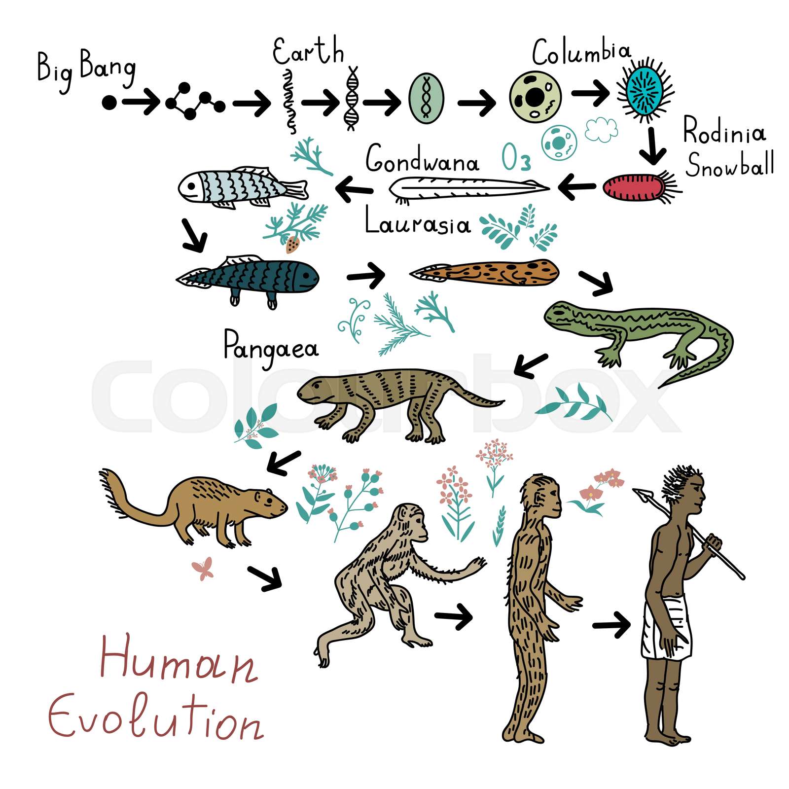 Evolution Of Expression