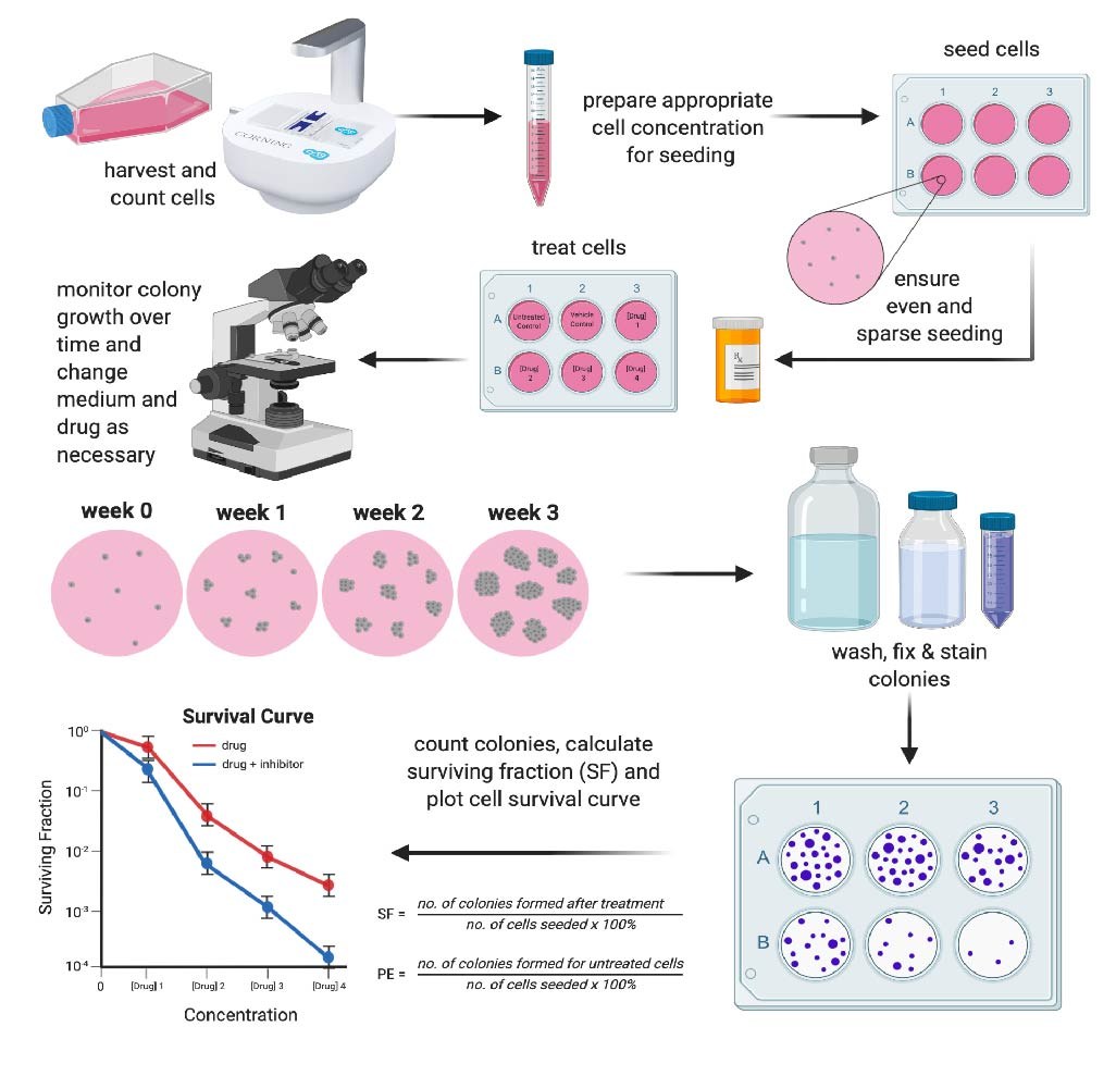 Assay Tools For Nuclear Hormone Receptor Studies