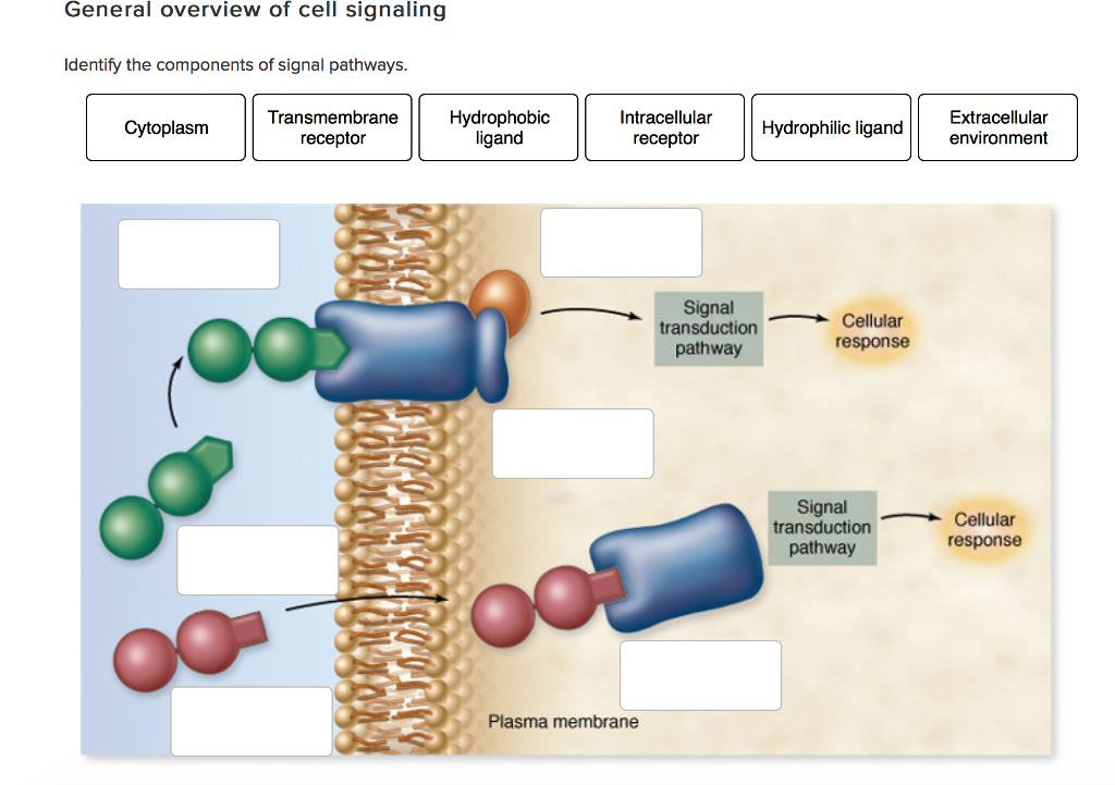 Solved All Cell Signaling Pathways Between Cells Involve Chegg Com