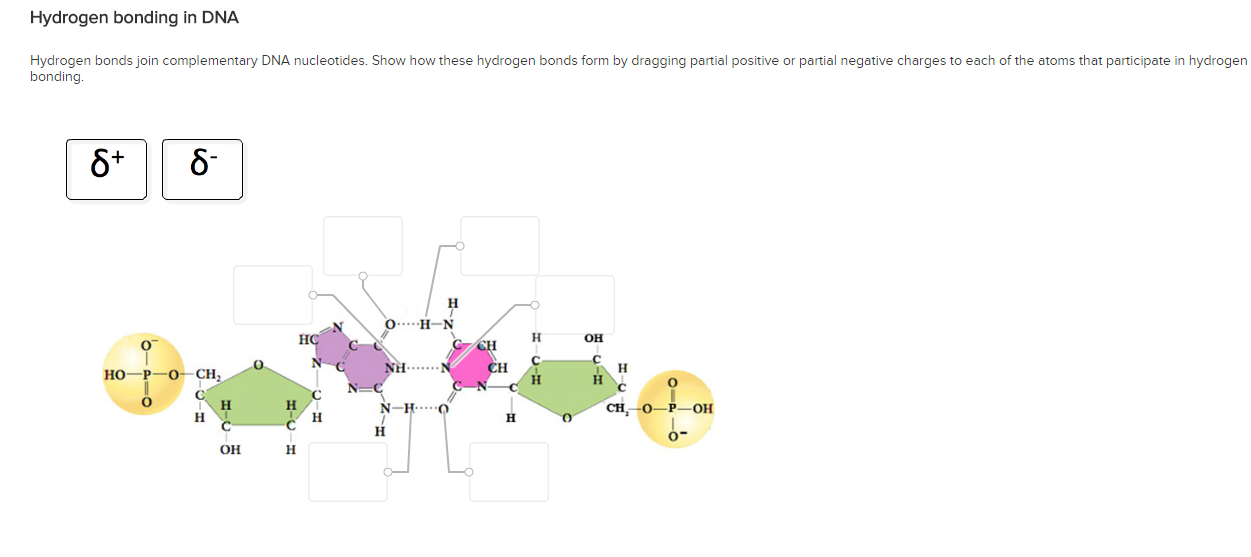 Solved Several Histones Can Bind To One Dna Molecule Chegg Com