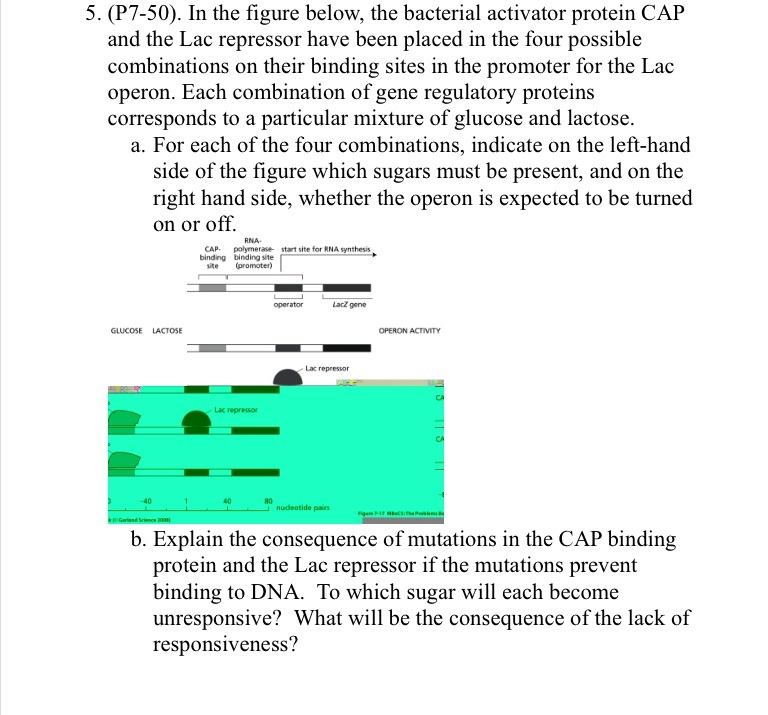 Solved 6 Molecular Cloning 12 Points In Order To Study Chegg Com