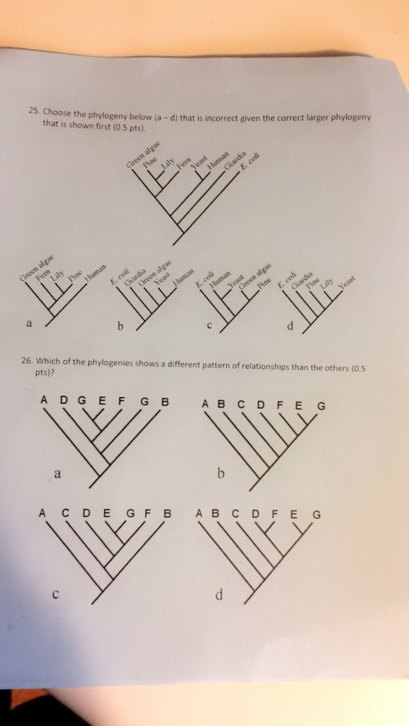 Solved The Phylogeny Homework Introduced You To The Idea Of Chegg Com