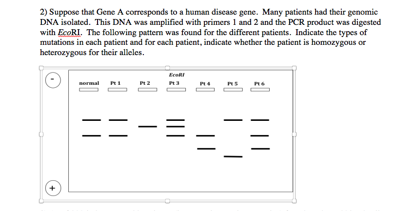 Solved Region Of Gene That Has The Disease Mutation Exon Chegg Com