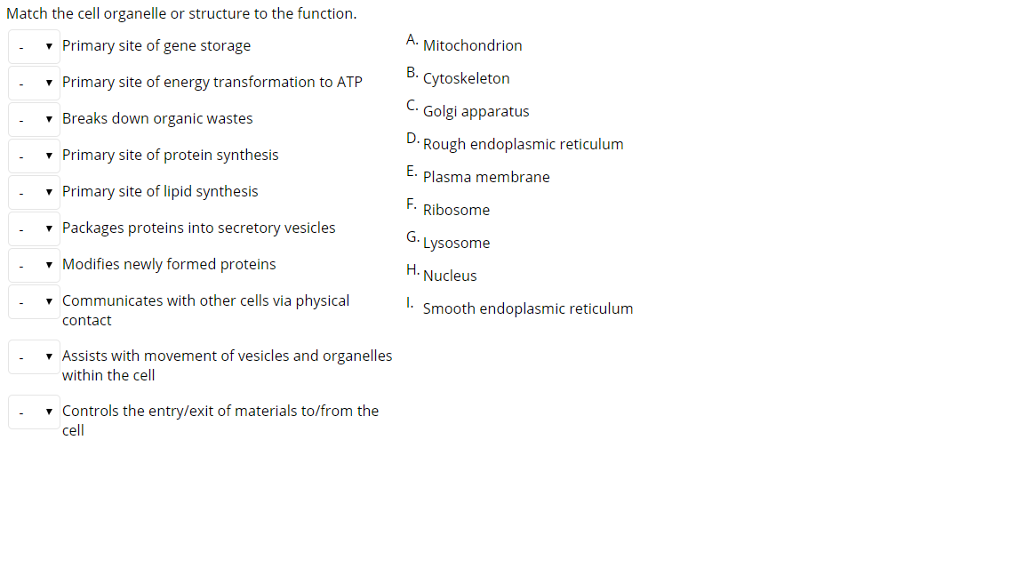 Solved Match Each Intracellular Structure With Its Chegg Com