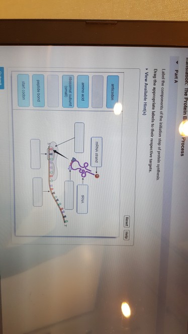 Solved Certain Molecules Such As Rna Are Able To Leave The Chegg Com