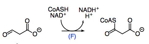 Solved Question 31 2 Points What Is The Function Of Coenzyme A To