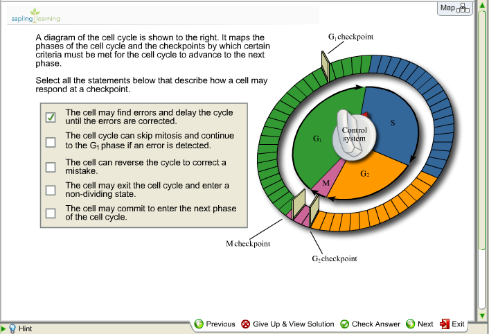 Solved Phases Of The Cell Cycle The Cell Cycle Represents Chegg Com