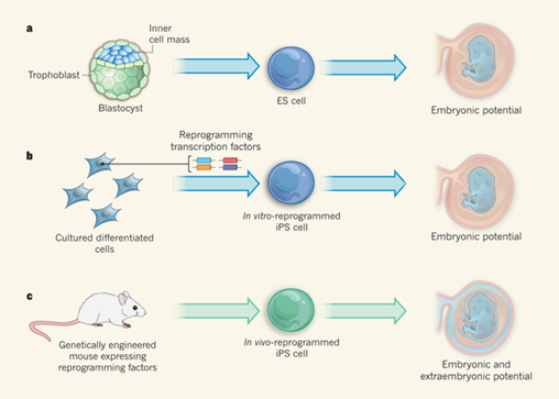 Stemness Pluripotency