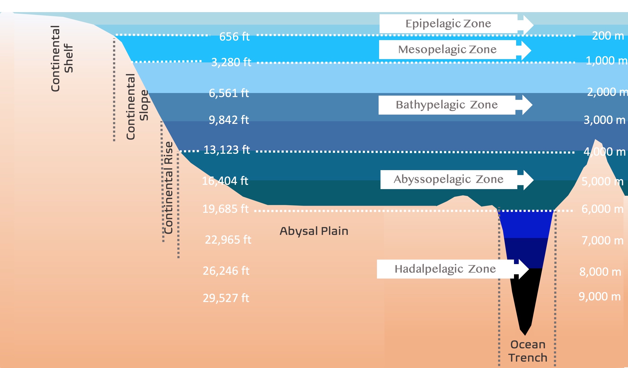 Depth Of Oxygen Penetration From The Sediment Surface A Benthic