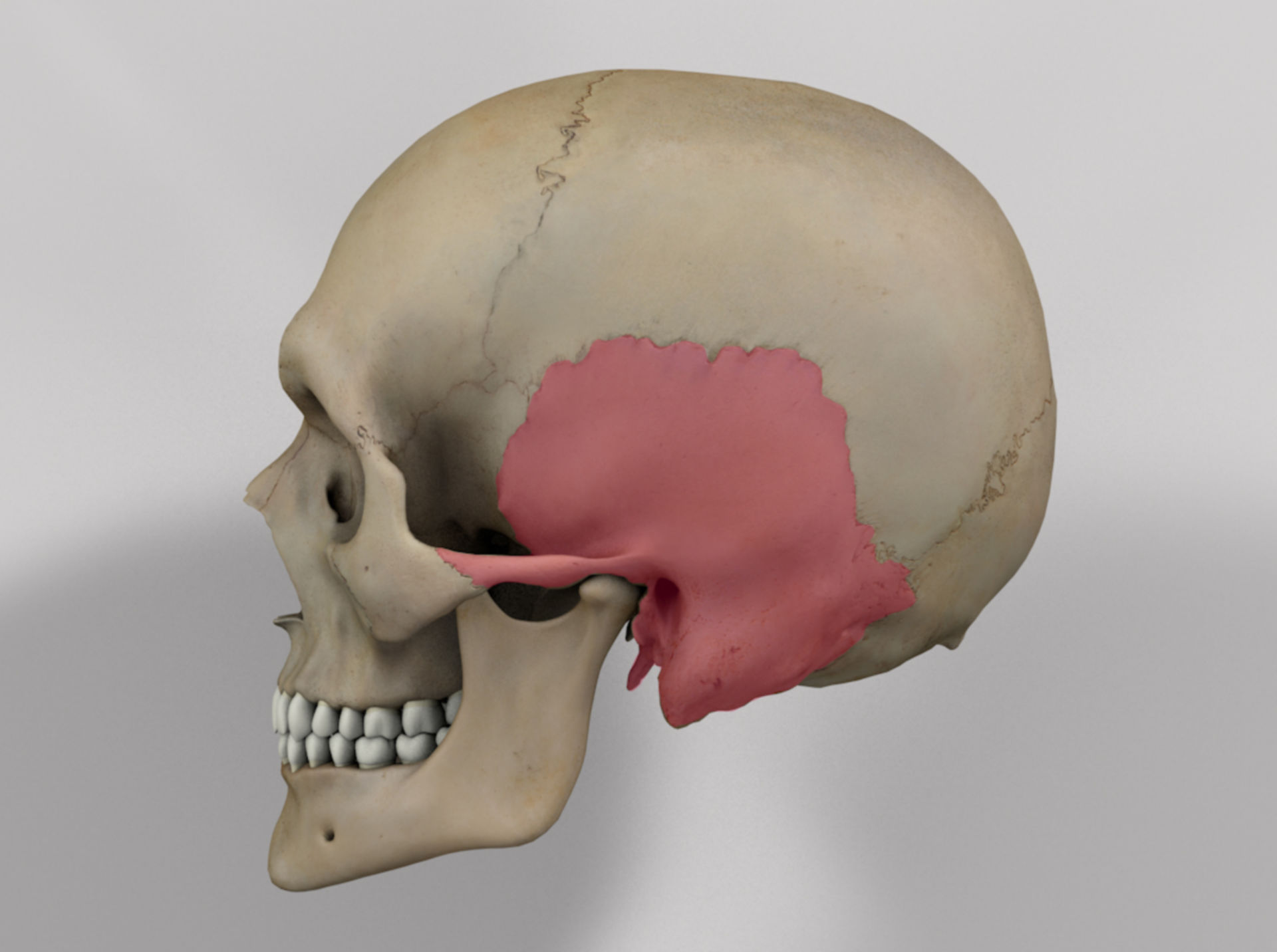Temporal Convolutional Network Model Download Scientific Diagram