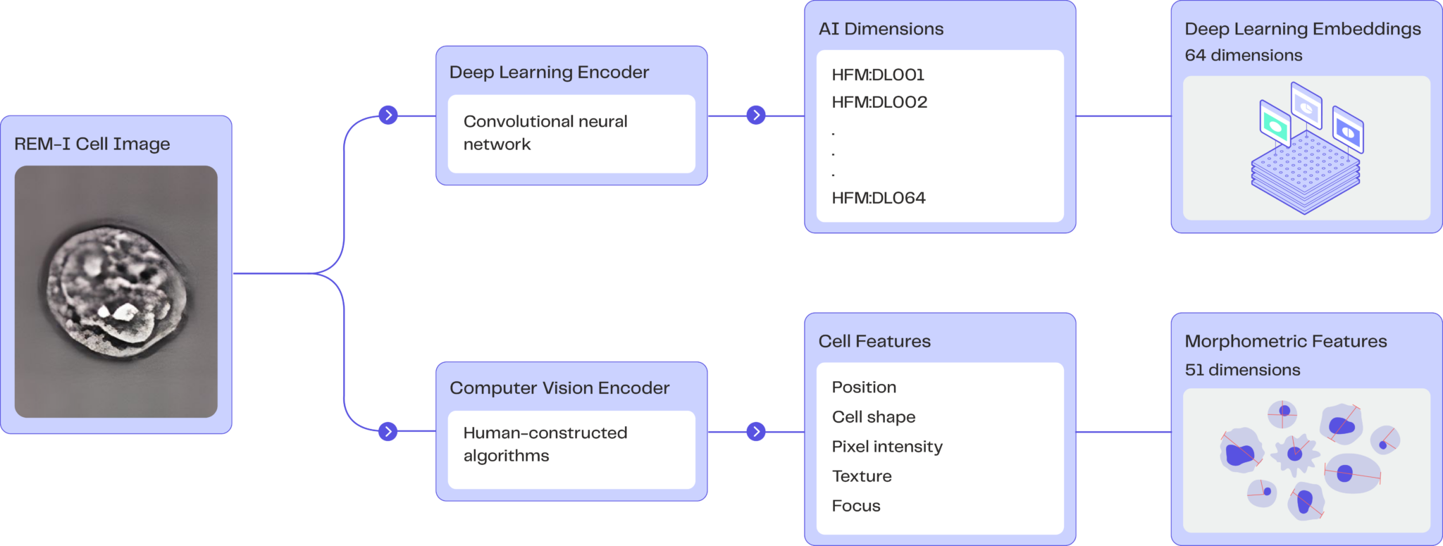 Unlocking Cell Biology With Ai How Large Language Models Comprehend