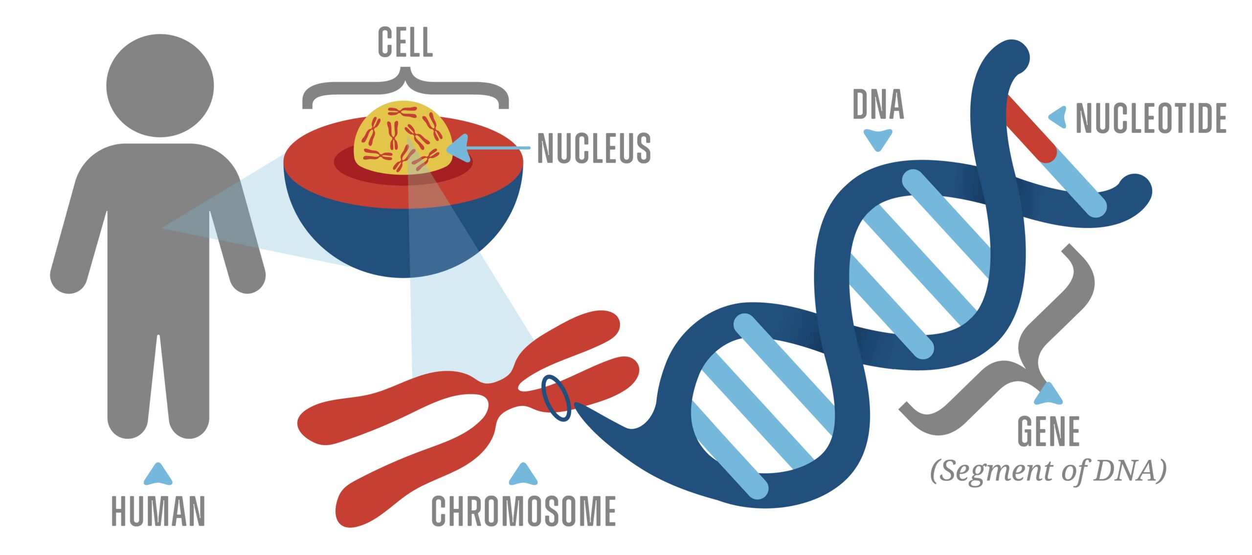 Genes And Genetics And Epigenetics Flashcards Quizlet
