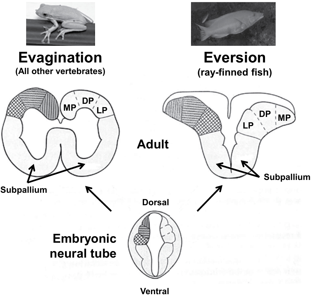 Vascular Influence On Ventral Telencephalic Progenitors And Neocortical