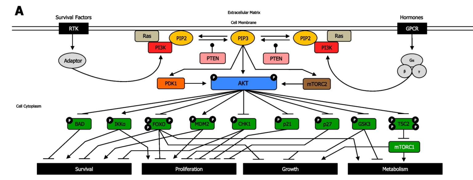 Apexbio Bombesin Receptors Gpcrg Protein Signaling Pathways