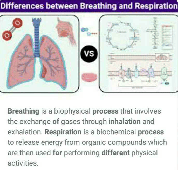 Respiration Igcse Biology Cie Teaching Resources
