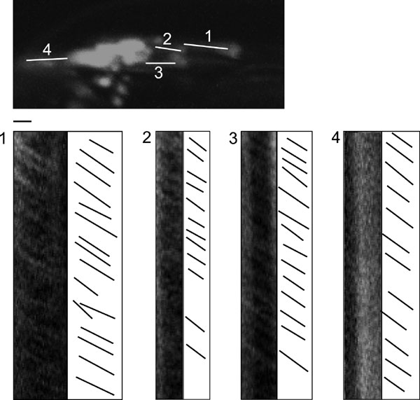 Pdf Mutation Of The Map Kinase Dyf 5 Affects Docking And Undocking Of