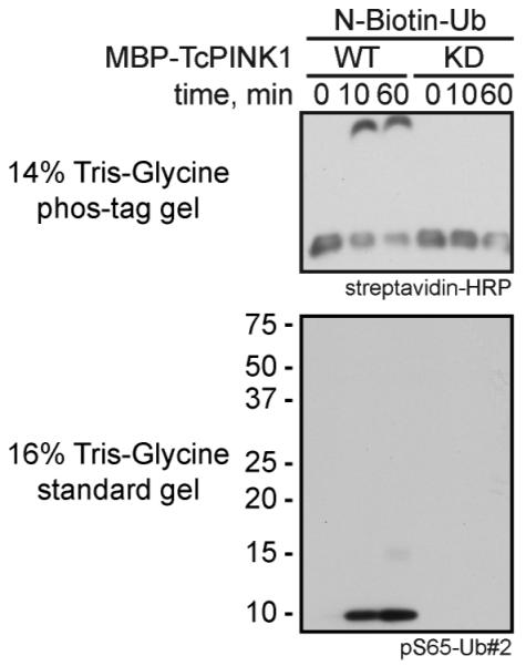 Nihms 1010381 F0001 Jpg