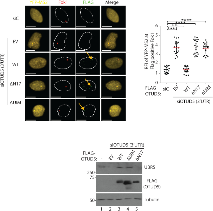 To Be In A Transcriptional Complex Or Not To Be Promoting Ubr5