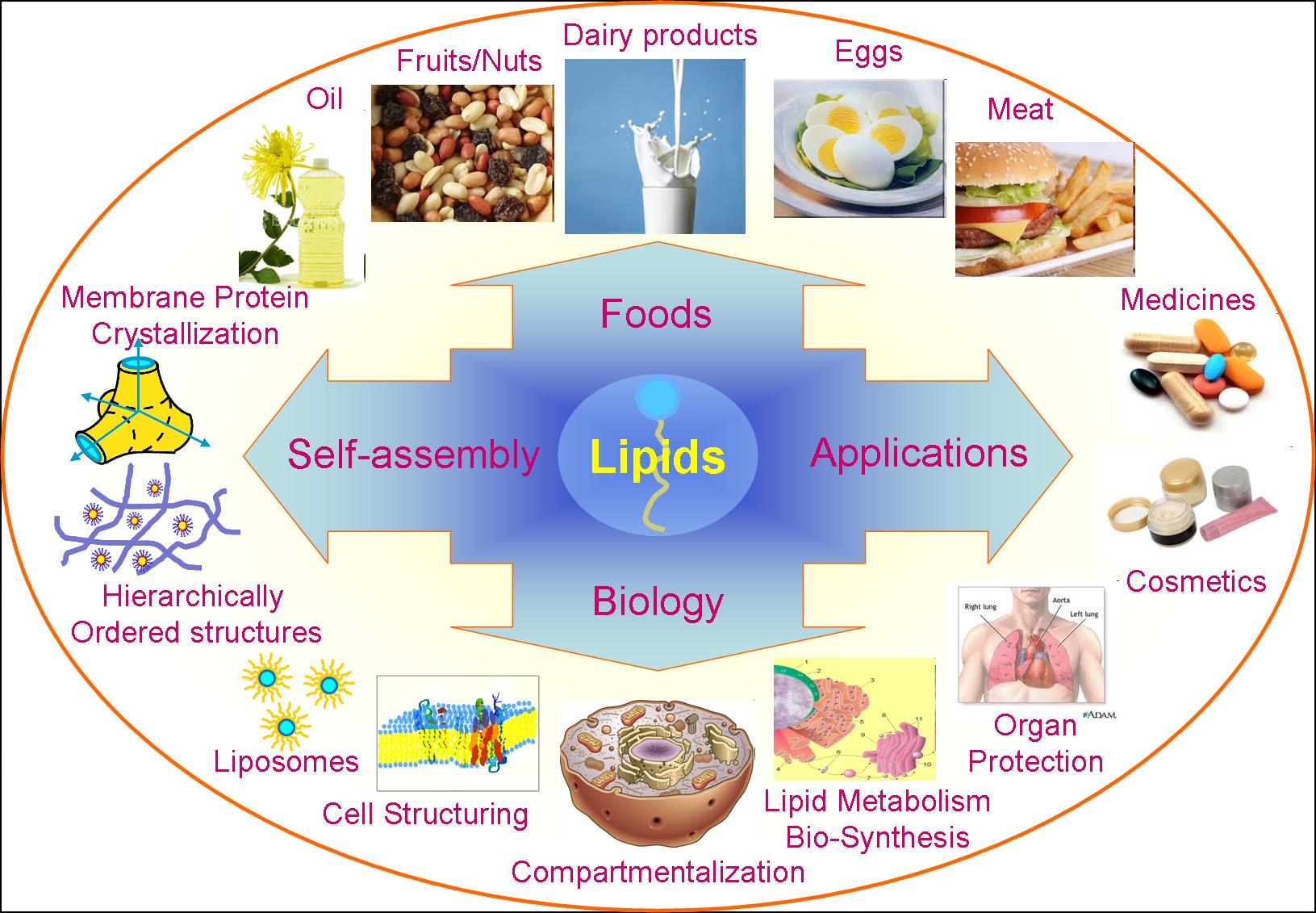 Lipid Droplet Quantification In The Engineered Strains A Lipid