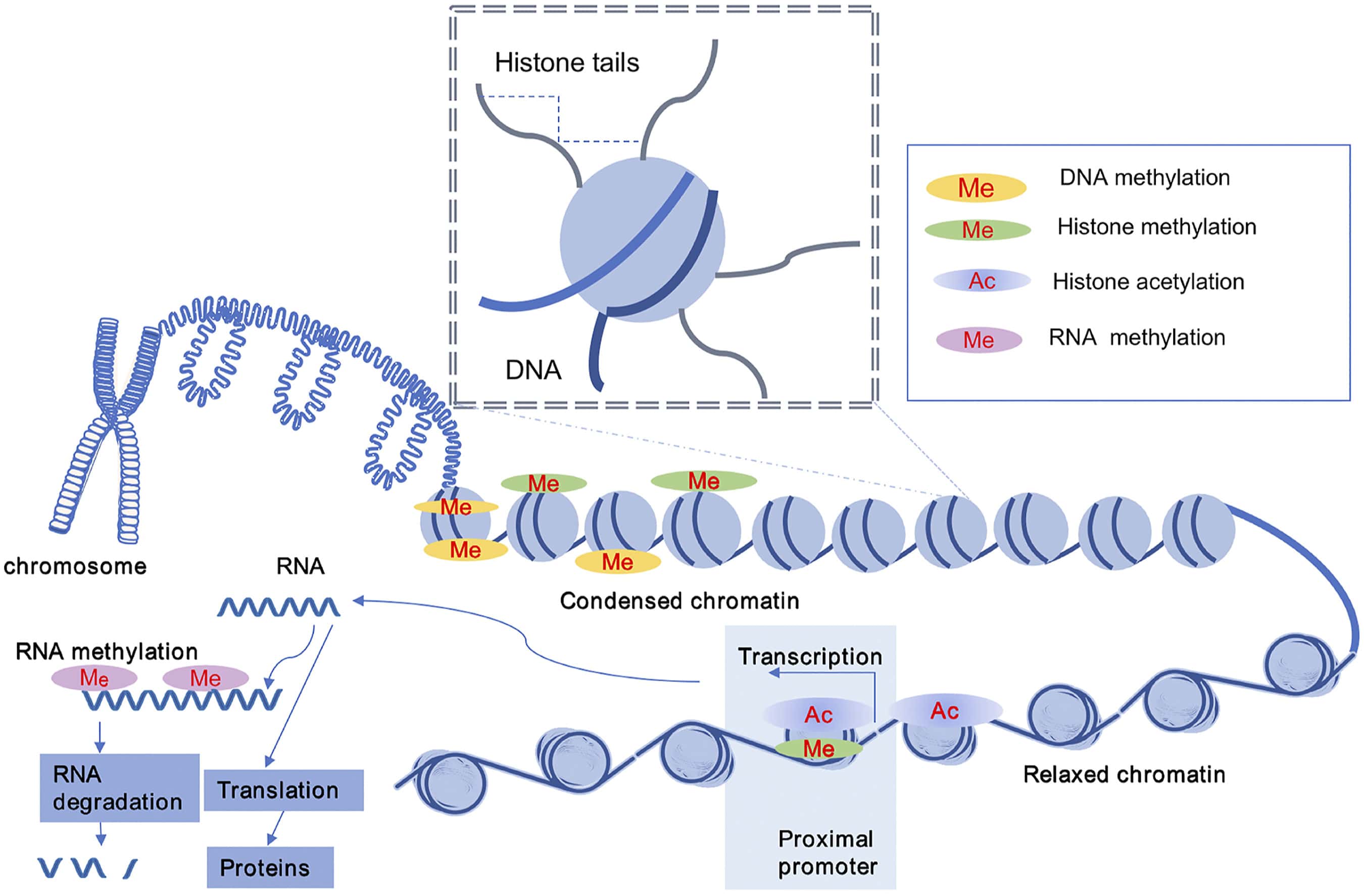 Summary Of Epigenetic Histone Modifications And Their Effect On Gene