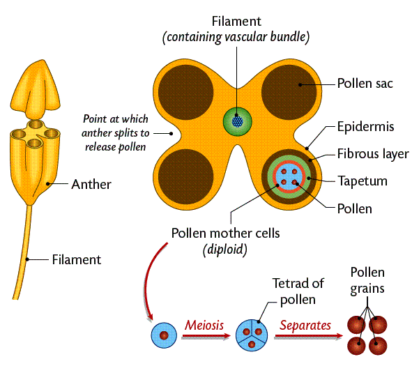 Microsporogenesis And Microgametogenesis In Sterile Anthers Of