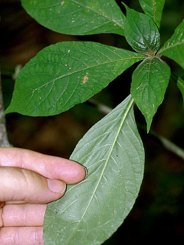 Aphelandra Barkleyi Rapid Reference The Field Museum