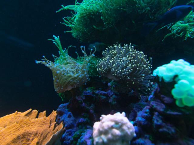 Annotated Exercise 8 Marine Life Symbiosis 1 A Life And Ocean