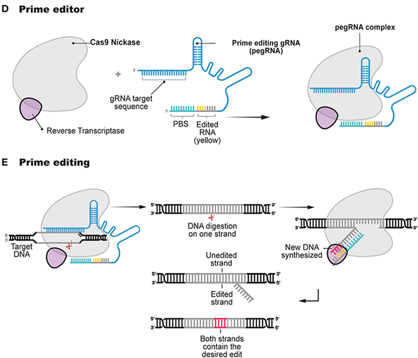 Effects Of Prime Editing Steps A Schematic Of Molecular Steps Involved
