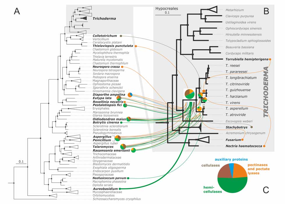 Duplication And Horizontal Gene Transfer Of Plant Cell Wall Degrading