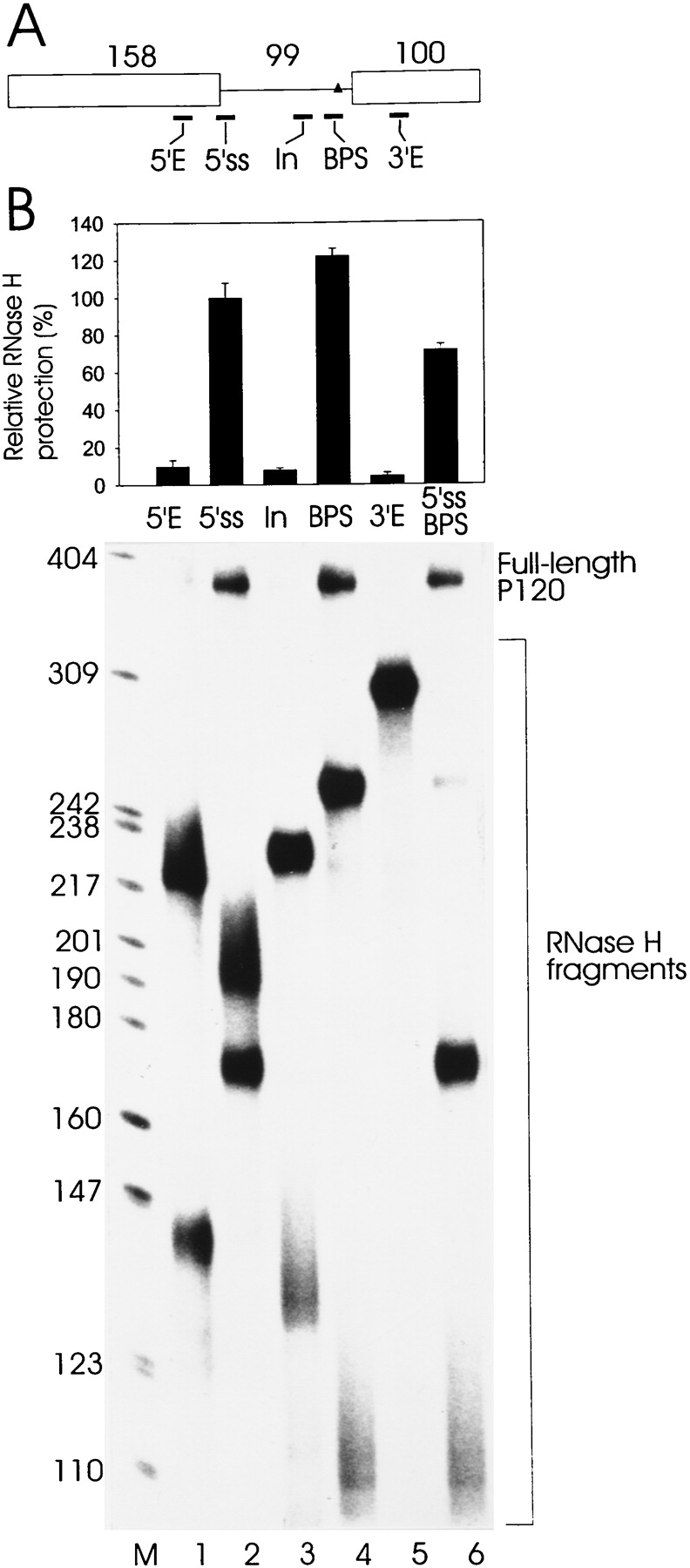 Interaction Of Ibv Nsp13 With The P125 Subunit Of Dna Pol A Shown Is