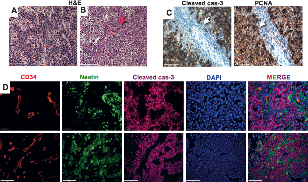 Pi3k Is Necessary For M Survival Mediated By Apoptotic Cells And