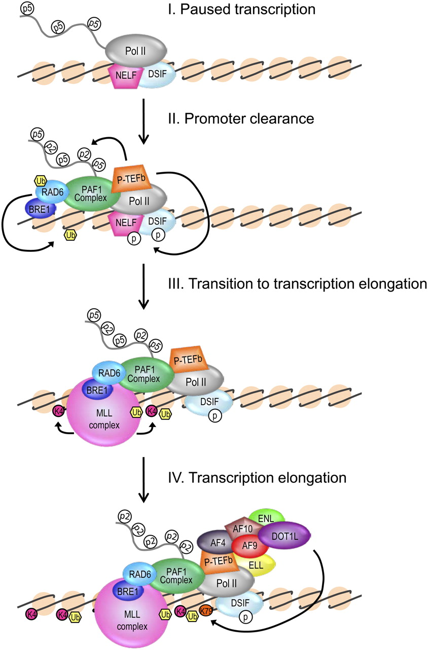 Effects Of H3k79 Methylation On Chromatin Transcription A Schematic