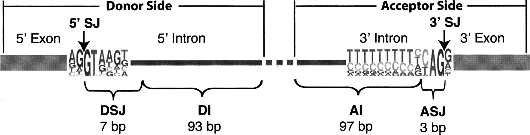 A Comprehensive Computational Characterization Of Conserved Mammalian