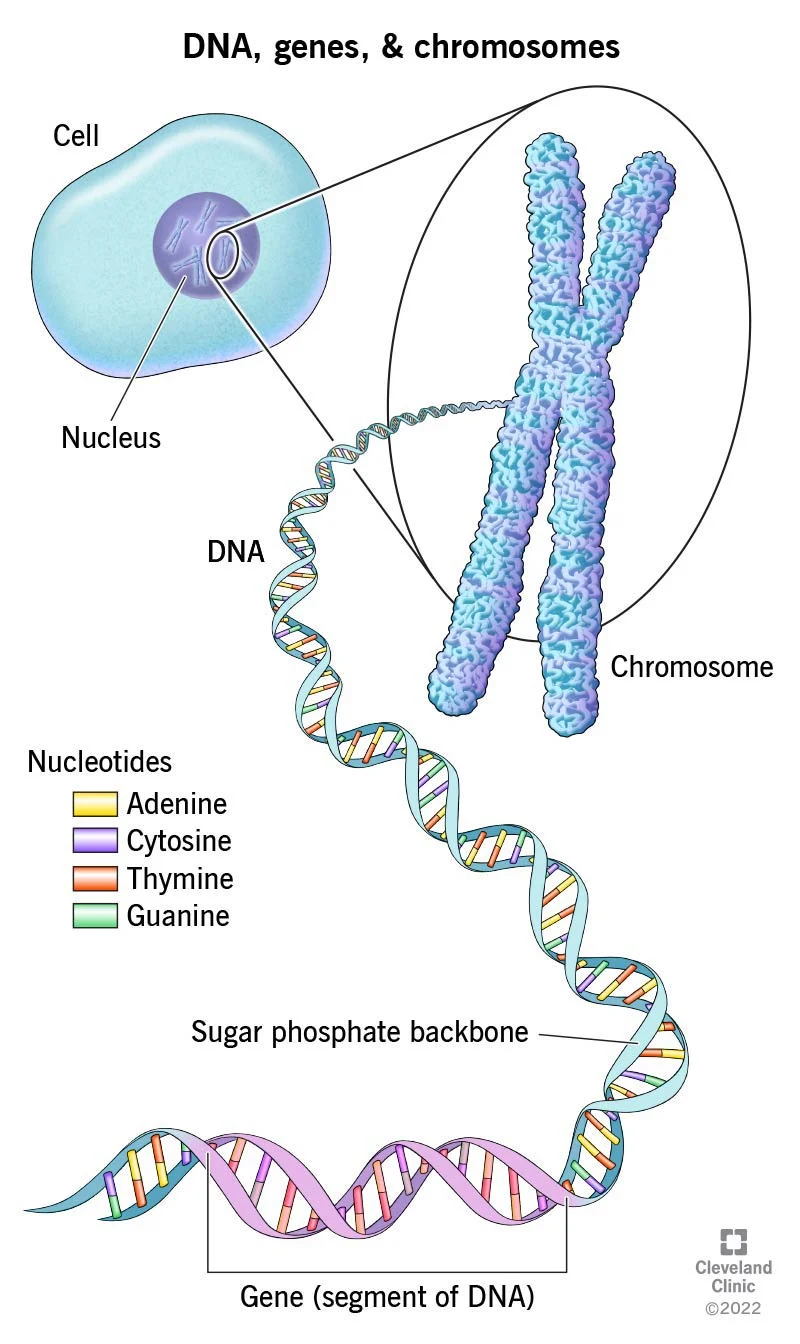 Gene Set Enrichment Analysis Gsea Results Comparisons In Gene