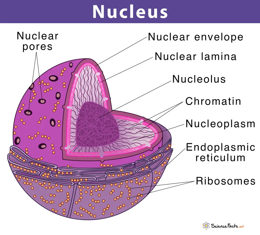 Describe The Structure And Function Of Nucleus