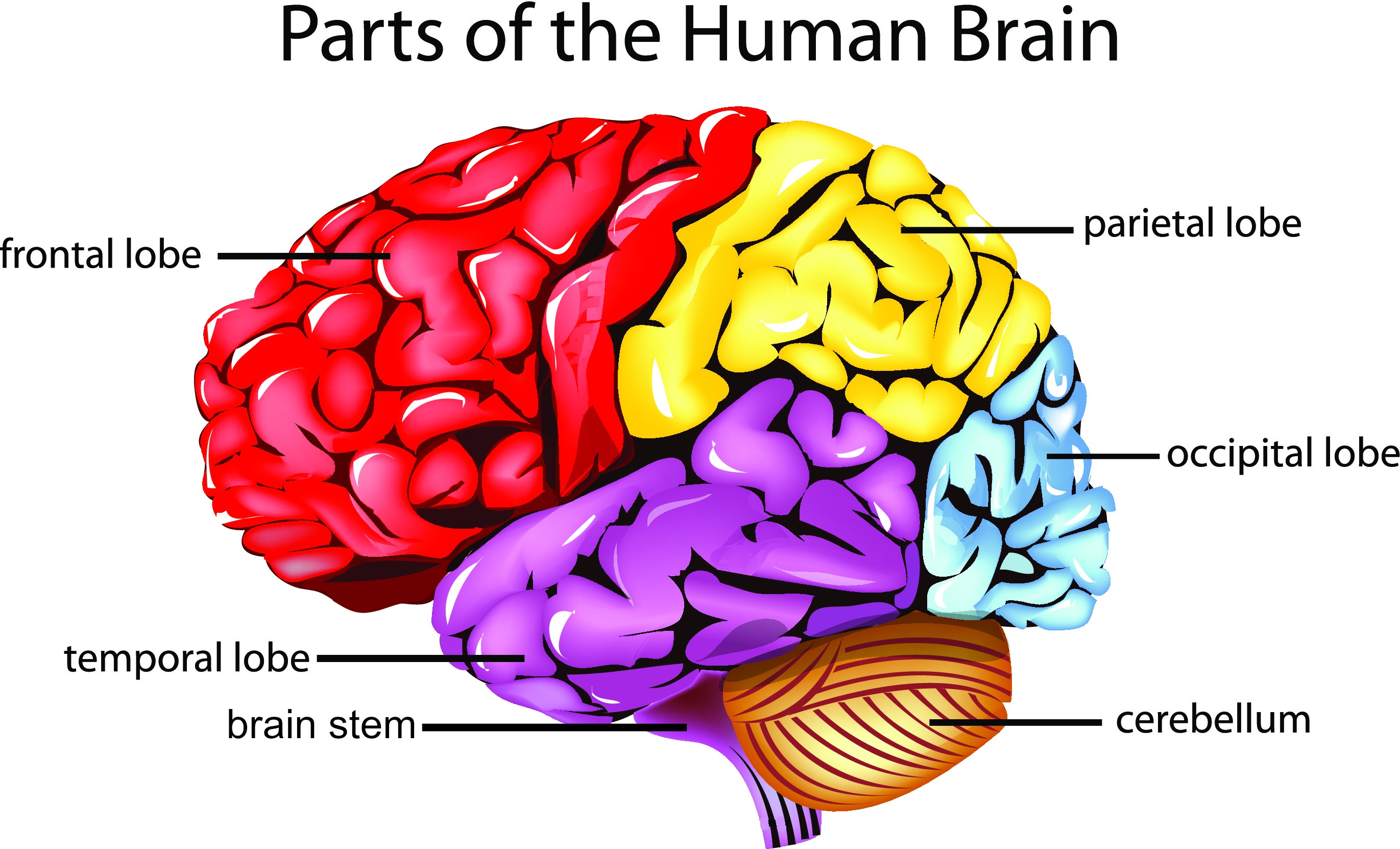 Brain Computer Interface Bci Applications In Mapping Of Epileptic