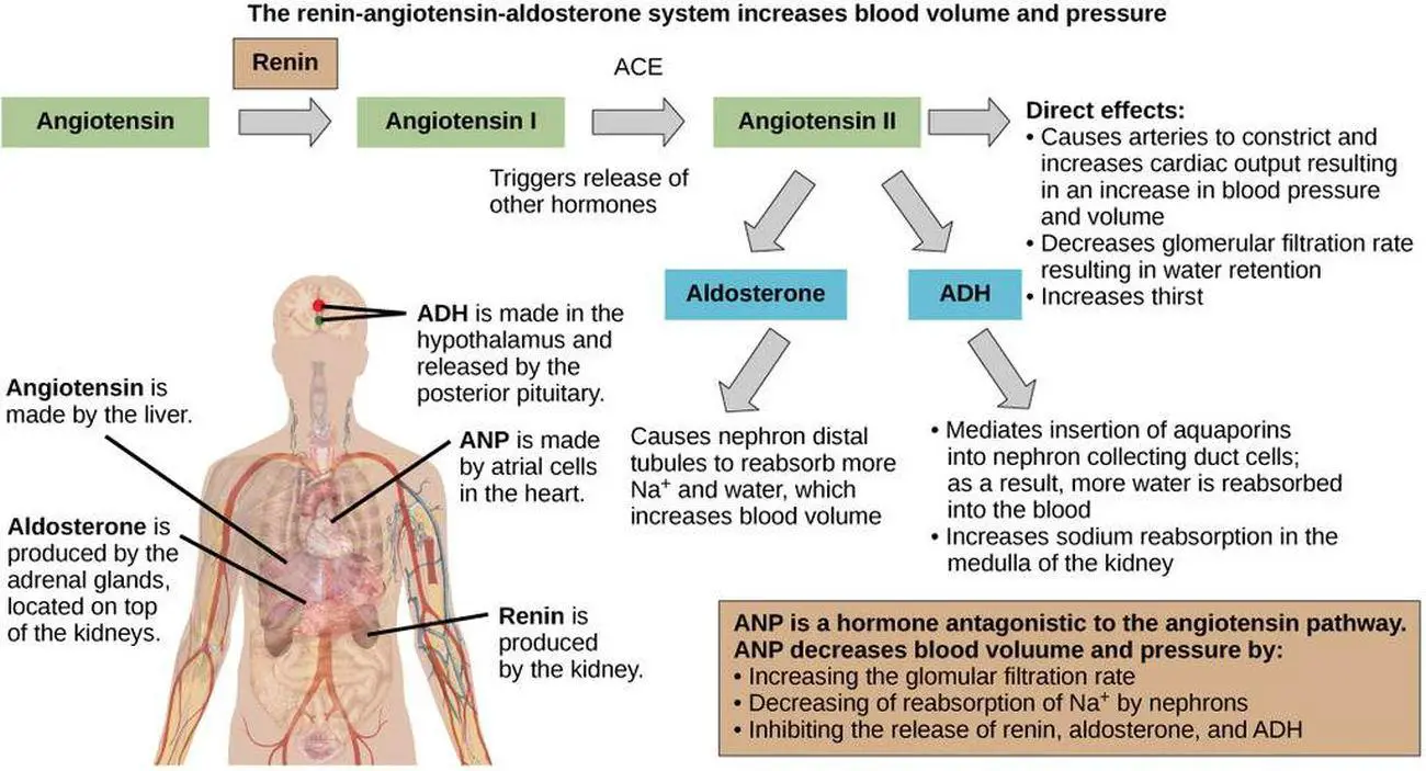 Physiology Of Aldosterone
