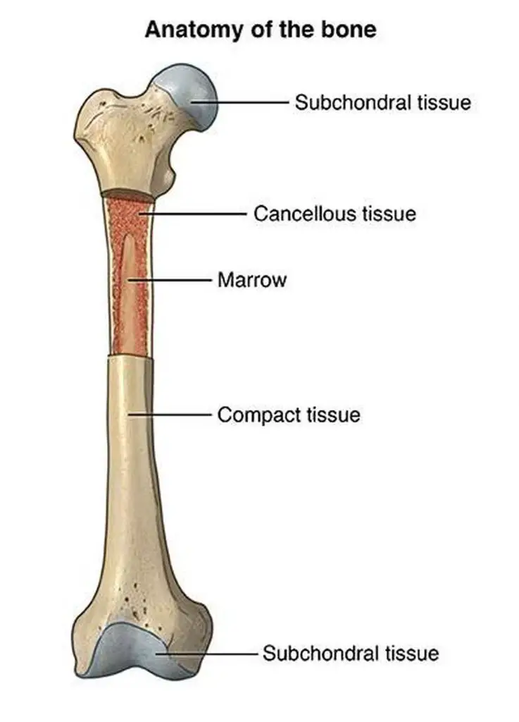 Bone Morphogenetic Proteins Revivifying Periodontium Semantic Scholar
