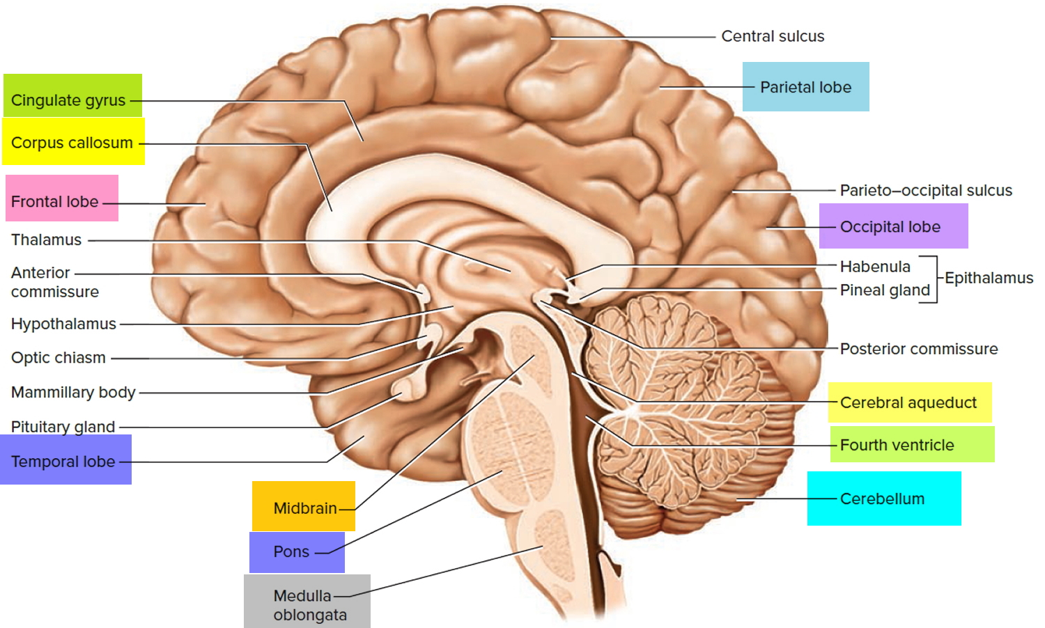 Brain Behaviour Exam Notes Know The Composition Of Polysaccharides