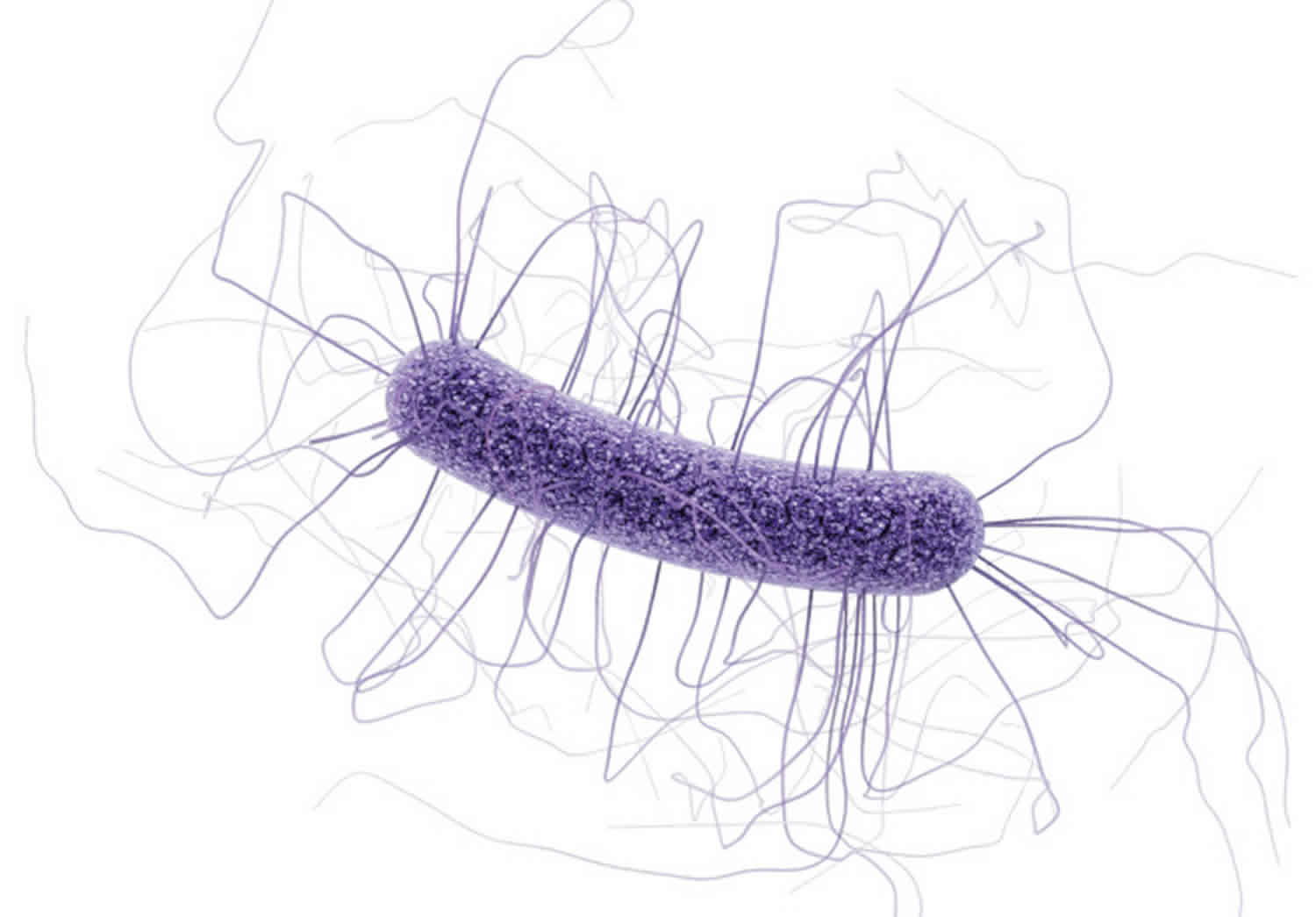 Clostridium Difficile Bacteria With Peritrichous Flagella Computer