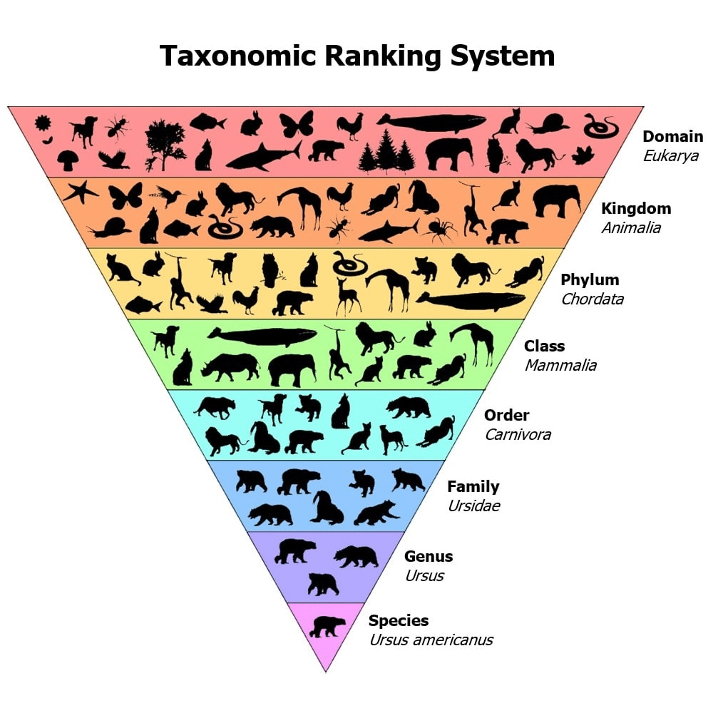 Taxonomic Classification Of The Feathered