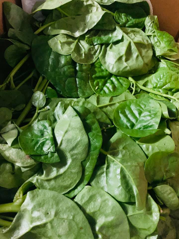 Morphological Characteristics Of Indian Spinach In Association With