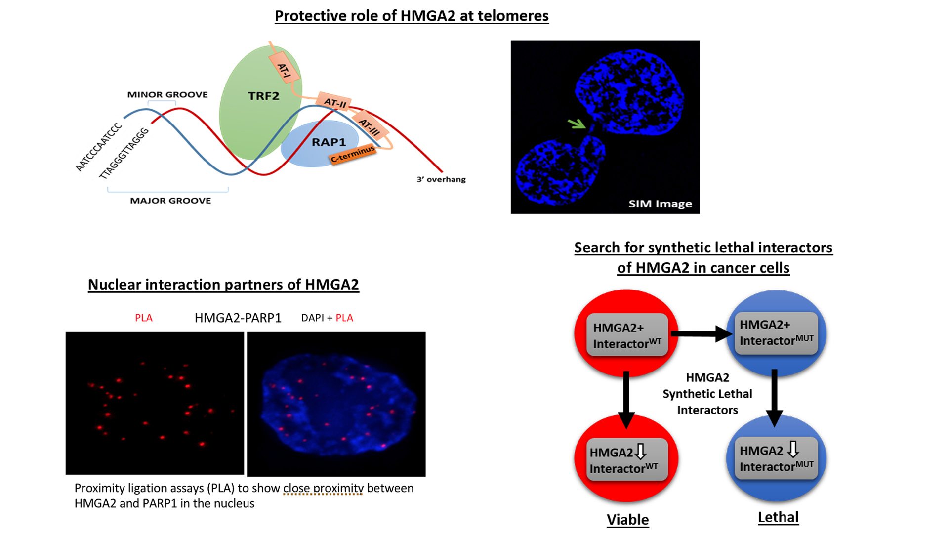 Structure And Function Of Hmga2 Protein
