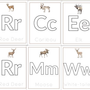 Evidence 1 Life Science Pdf Deer Metabolism