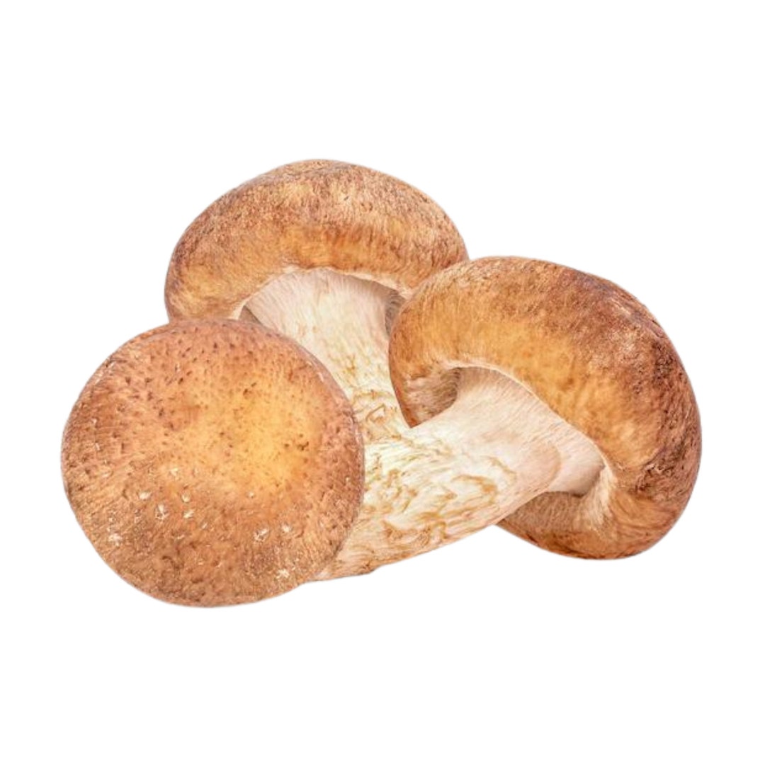 Lentinula Edodes 3790 Shiitake Liquid Culture Mycelinarium