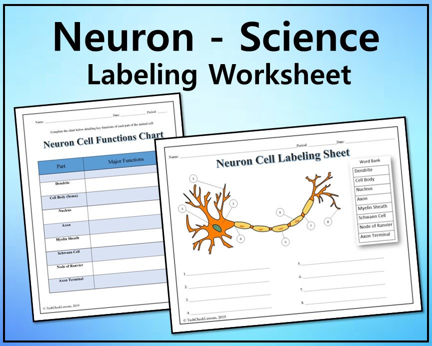 Neurological Nexus Neuron Nucleus Cell Anatomy Labeling Worksheet